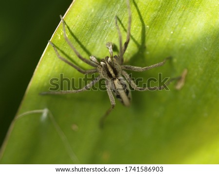 A beautiful wolfspider on a leaf