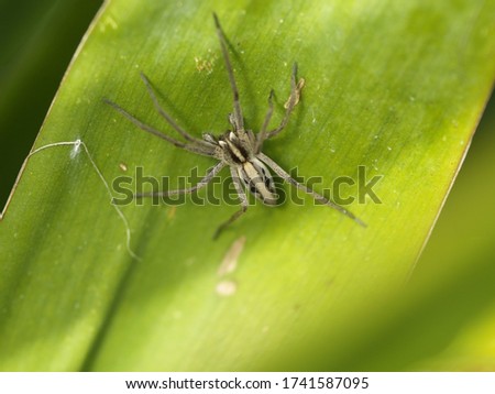 A beautiful wolfspider on a leaf