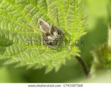 A beautiful wolfspider on a leaf