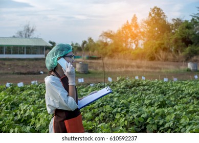 Beautiful woman, agricultural scientist in green bean plant.