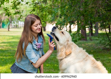 beautiful woman combing fur golden retriever dog on a green lawn