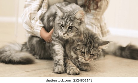 Beautiful woman with curly hair holds two big gray cats in her hands. Two fluffy Maine Coons in the hands of a woman. - Powered by Shutterstock