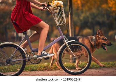 Beautiful woman in dress riding a bike. A dog running alongside. There are flowers in the Bicycle basket. The Park autumn time.