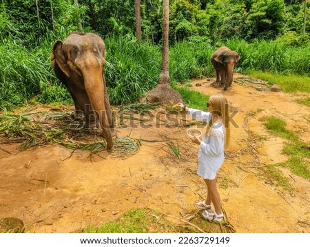 Beautiful woman feeding adult elephant with banana in tropical green forest at sanctuary in Thailand.