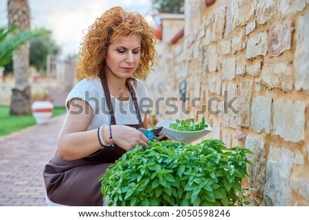 Beautiful woman in the garden cuts spicy basil herbs