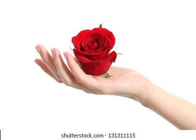 Beautiful Woman Hand Holding A Red Rose On A White Isolated Background