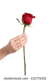 Beautiful Woman Hand Holding A Red Rose Bud On A White Isolated Background