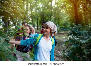 Beautiful Woman With Headscarf Trekking In Green Forest Trail. Happy Young Diverse People Walking In Woods. Copy Space