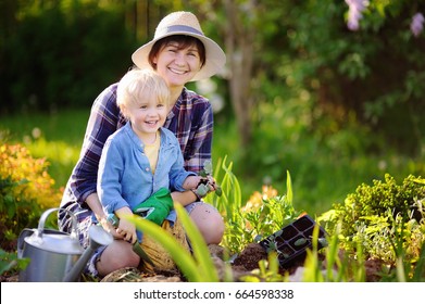 Beautiful woman and her cute grandson planting seedlings in bed in the domestic garden at summer day. Garden tools, gloves and watering can outdoors. Gardening activity with little kid and family - Powered by Shutterstock