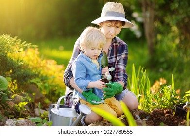 Beautiful woman and her cute son planting seedlings in bed in the domestic garden at summer day. Garden tools, gloves and watering can outdoors. Gardening activity with little kid and family