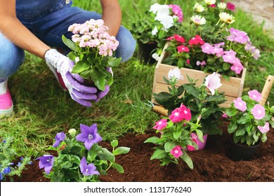 A beautiful woman in her garden, plant colorful flowers to give color. Concept of: gardening, spring, bio.