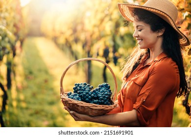 Beautiful woman holding a basket full of tasty grapes.Woman with basket of grapes in vineyard.
