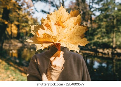 A beautiful woman is holding a bouquet of yellow autumn leaves covering her face. Autumn mood and concept. 