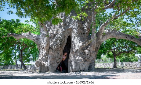 A Beautiful Woman in the Hollow of the Baobab Tree in the Delft Island, Sri Lanka - Shutterstock ID 1869271966