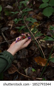 Beautiful Woman Is Picking Fruit In The Forest