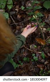 Beautiful Woman Is Picking Fruit In The Forest