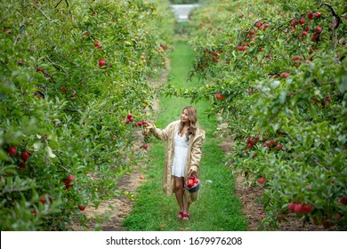 A Beautiful Woman Picking The Red Apples In Apple Orchard.