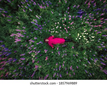 Beautiful Woman In Pink  Lying In Spring Or Summer Meadow. Young Blond Girl Enjoying Lying On Her Back On Green Grass With Field Of Lupin Flowers Relaxing. Top Down Aerial Drone View 