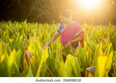 A Beautiful Woman In Saree At Sunset On A Turmeric Field.