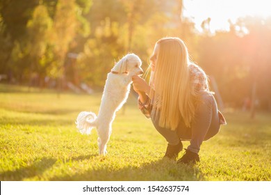 Beautiful woman spending time with her Maltese dog outdoor.