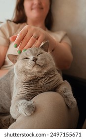 A beautiful woman strokes her pet's head. The contented cat purrs in the arms of its owner. Gray Scottish straight cat. The closeness between a person and a pet.