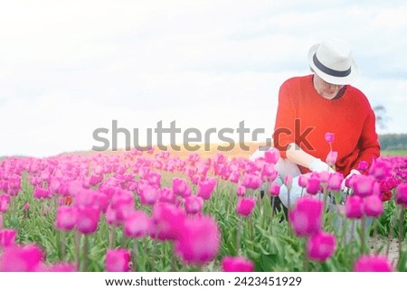 A beautiful woman in a tulip field in the early morning in the rays of the sun collects flowers. Pink tulips in a flowerbed in a park or in a field. Woman in red sweater and straw hat