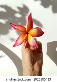 Beautiful Woman's Hand Holding A Single Plumeria Flower 