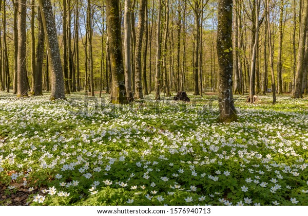 Beautiful wood anemone, spring flowers in the\
beech forest - wood anemone, windflower, thimbleweed, smell fox -\
Anemone nemorosa - in Larvik,\
Norway