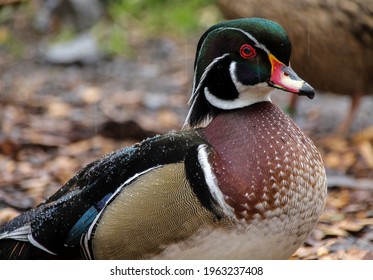 A Beautiful Wood Duck Under A Rainy Day 