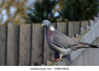 A Beautiful Wood Pigeon In An English Winter Garden.  