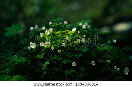 Image, Stock Photo Lights in the forest