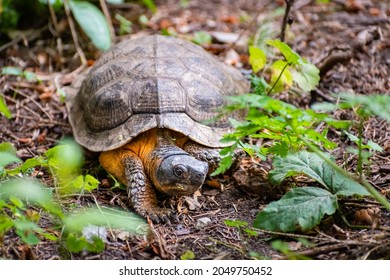 Beautiful Wood Turtle Walking On The Ground In Canada