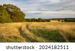 Beautiful wooded countryside in the north of France on a sunny summer evening. Fallow wasteland with herbs and multicolored flowers. Wheel tracks of an agricultural tractor. Blue sky and golden light 