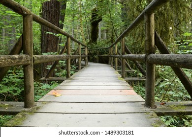Beautiful Wooden Walkway Through Lush Forest  At Priest Point Park 