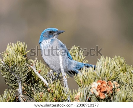 A beautiful Woodhouse's Scrub-Jay perches nicely at the top of a Pinyon Pine in the Colorado wilderness.