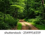 Beautiful woodland with a road within Cheesequake State Park, New Jersey.