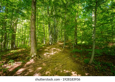 Beautiful woods photo taken in polish Bieszczady mountains during summer. Trail from Ustrzyki via Carynska Meadow to Brzegi, Bieszczadzki Park Narodowy
