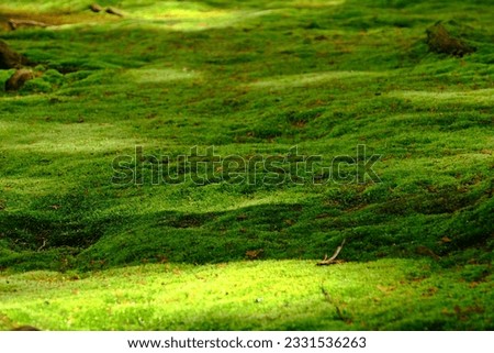 Beautiful worm sunlight on green moss that spreads over the precincts ground in the Toshodai-ji Temple, Nara, JAPAN.