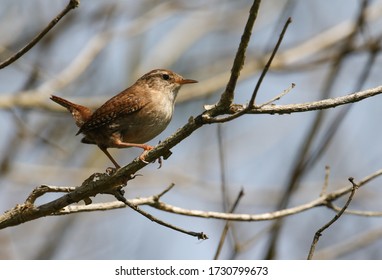 A beautiful Wren, Troglodytes, perched on a branch of a tree in springtime. - Shutterstock ID 1730799673
