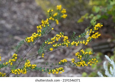 Beautiful Yellow Acacia Leptospermoides Shrub Plant - Western Australia