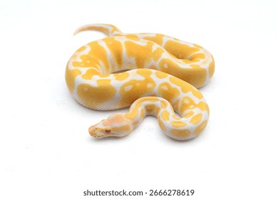Beautiful yellow Albino Ball Python