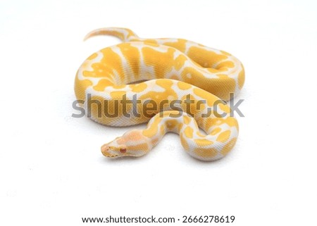 Beautiful yellow Albino Ball Python