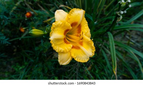 Beautiful Yellow Amaryllis Lily Flowers On Terrace Garden. Amaryllis Lily Are Popular For Their Trumpet Shaped Flowers In Red And White, Pink, Salmon, Apricot, Yellow, Rose Or Deep Burgundy Colors.