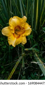 Beautiful Yellow Amaryllis Lily Flowers On Terrace Garden. Amaryllis Lily Are Popular For Their Trumpet Shaped Flowers In Red And White, Pink, Salmon, Apricot, Yellow, Rose Or Deep Burgundy Colors.