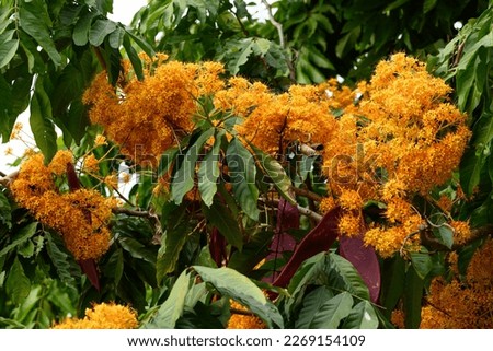 Beautiful yellow Ashoka tree flower blooming in garden