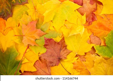 Beautiful yellow autumn leaves background - Shutterstock ID 114166744