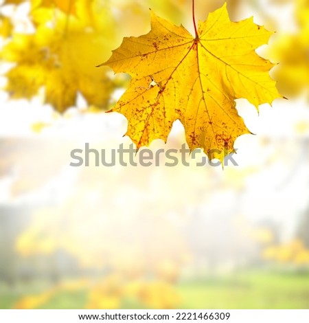 Beautiful yellow autumn leaves, wallpaper