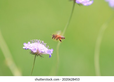 花 かっこいい 黄色 Images Stock Photos Vectors Shutterstock