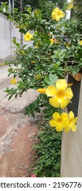 Beautiful Yellow Bell Flower Along The Road Side