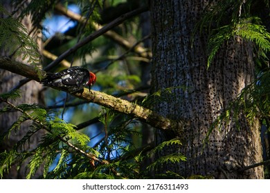 A Beautiful Yellow Bellied Sapsucker